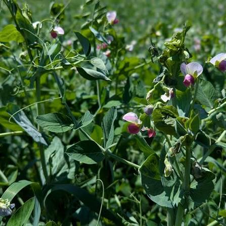 Oat and Peas Cover Crop Mix Seeds for Garden Beds, Raised Beds & Outdoor Growing