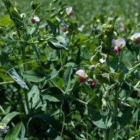 Oat and Peas Cover Crop Mix Seeds for Garden Beds, Raised Beds & Outdoor Growing