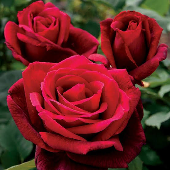 Beautiful perennial rose flowers blooming in a colorful garden bed.
