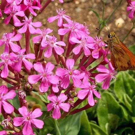 Catchfly Flower Seeds – Heirloom, Non-GMO Flower Seeds for Planting