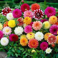 Colorful Dahlia flowers creating an attractive garden display
