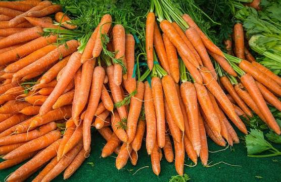 Healthy carrot plants growing with green foliage in a garden bed.
