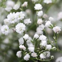 White Gypsophila Snowflake Seeds ƒ?? Organic, Heirloom, Non-GMO Seeds for Planting