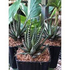 Edible Aloe Vera Plant Dark Green and White Aloe Vera Seeds for Indoor or Outdoor Planting 100 Pcs pcs