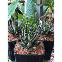 Edible Aloe Vera Plant Dark Green and White Aloe Vera Seeds for Indoor or Outdoor Planting 100 Pcs pcs