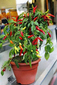 Chilli plants in containers on a sunny balcony garden.