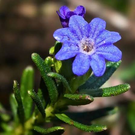 Heirloom Non-GMO Lithodora Flower Seeds for Planting – Vibrant Blue Blooms for Rock Gardens