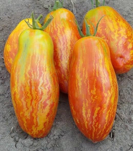 Red Speckle Tomato Seeds for Planting,heirloom & Non-GMO Seeds