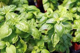 Healthy Genovese basil herb plants in a garden container

