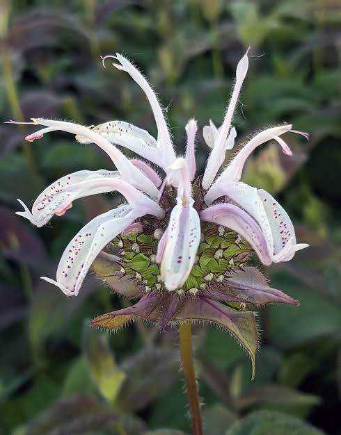 Heirloom Non-GMO Monarda Bradburiana Flower Seeds for Planting – Fragrant Pollinator-Friendly Perennial Blooms