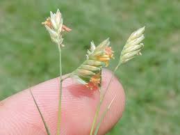 Prairie Buffalo Grass (Bouteloua gracilis) ? Drought-Tolerant, Low-Maintenance Lawn Seed