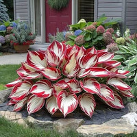 Hosta bulbs prepared for easy garden planting