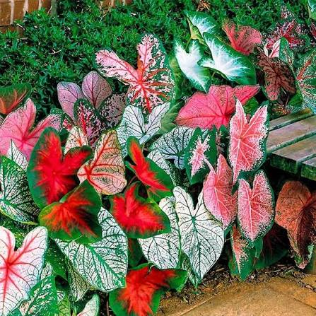 Elephant Ear foliage growing in an outdoor garden