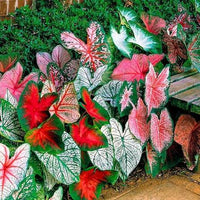 Elephant Ear foliage growing in an outdoor garden