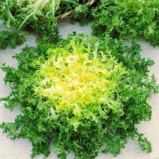 Green Yellow Endive Seeds for Planting - Healthy Vegetable