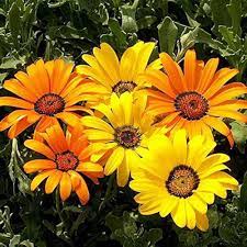 Heirloom Yellow Dimorphotheca Flower Seeds for Planting, Non-GMO