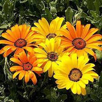 Heirloom Yellow Dimorphotheca Flower Seeds for Planting, Non-GMO