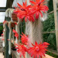 Monkey Tail Flower Seeds for Planting, 100 pcs