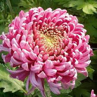 Heirloom Non-GMO Chrysanthemum Pink Yellow Flower Seeds for Planting ƒ?? Vibrant Fall-Blooming Garden Blooms