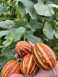 Rich Sweetness Melon Seeds for Home Garden Planting | Heirloom Non-GMO