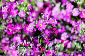 Primula Flower Seeds for Planting, Purple Malacoides, 100 pcs