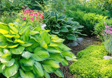 Hosta bulbs for easy garden planting