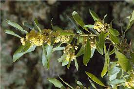 Laurus Nobilis Flower Seeds for Planting - NON GMO Seeds