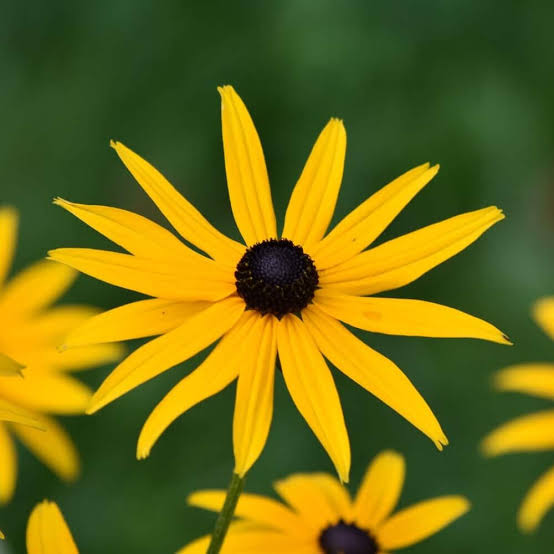Heirloom Fulgida Flower Seeds for Garden Planting, Non-GMO, Black-Eyed Susan Blooms for Seasonal Color