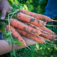 Carrot Red Giant Seeds – Heirloom Root Vegetable for Home Garden Growing