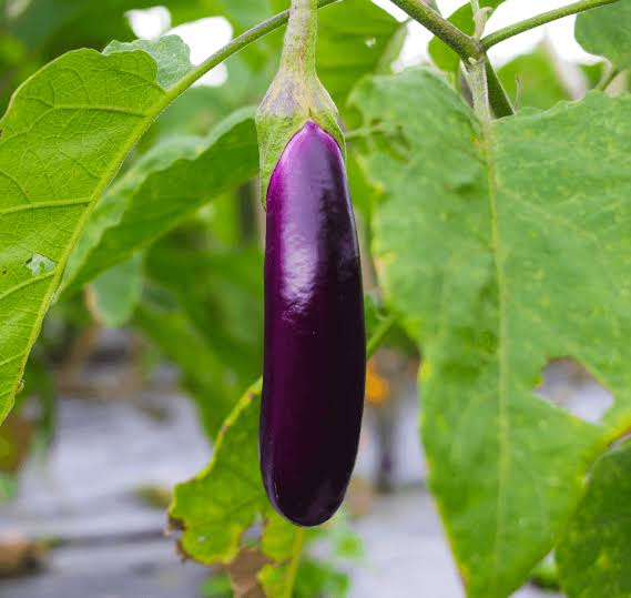 Purple Eggplant Sweet Vegetable Seeds for Planting - Heirloom and Non-GMO Garden Seeds