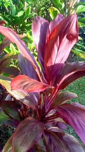 Cordyline Rubra Plant Seeds for Planting - 100 pcs