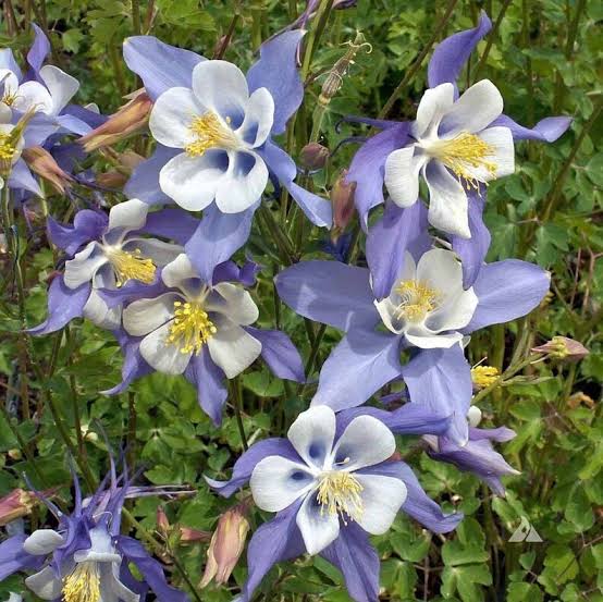 Columbine Flower Seeds Heirloom Non GMO Planting - 100 pcs