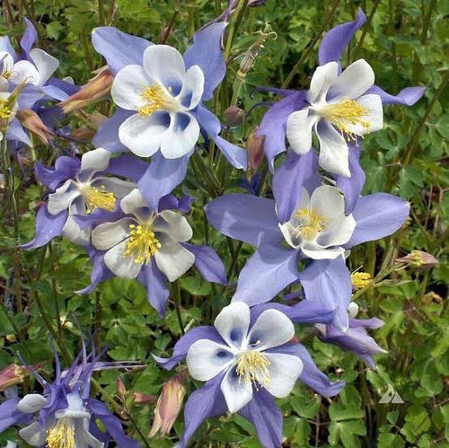 Columbine Flower Seeds Heirloom Non GMO Planting - 100 pcs