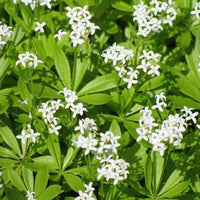 White Woodruff plants enhancing a woodland garden with elegant white flowers.

