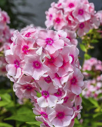 Perennial peony flowers adding beauty to an ornamental landscape.
