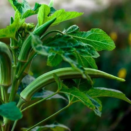 Cow Horn Okra Seeds for Planting heirloom & Non-GMO Seeds