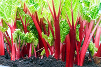 Healthy rhubarb plants growing in a sunny garden bed.
