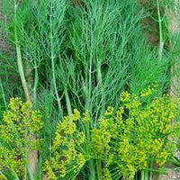 Heirloom Non-GMO Anethum Graveolens Seeds for Planting ƒ?? Aromatic Green Dill Herb for Culinary and Medicinal Use