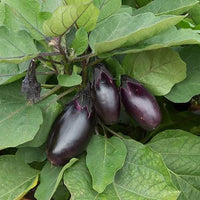 Young aubergine plants growing in trays before transplanting.
