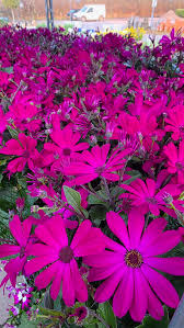 Senetti Pericallis Flower Seeds for Planting – Heirloom Non-GMO Colorful Flower Seeds for Home Gardens, Borders & Container Growing