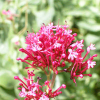 Organic Centranthus Ruber Flower Seeds for Planting – Heirloom, Non-GMO
