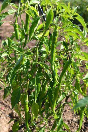 Guindilla Pepper Seeds for Planting heirloom & Non-GMO Seeds