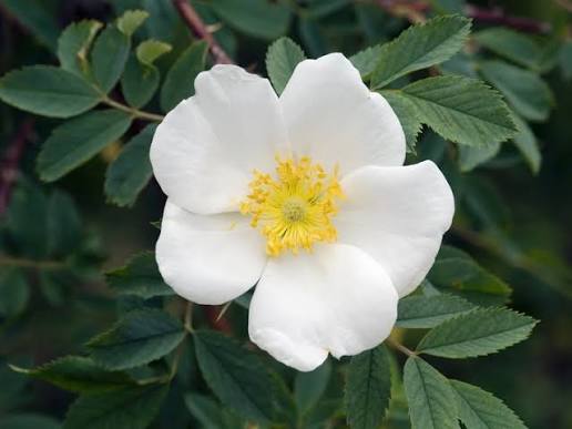 Rosa Laxa Flower Seeds Heirloom Non GMO Planting - 100 pcs