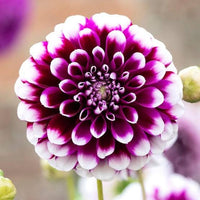 Purple Beard Dahlia Flower Seeds for Garden - NON GMO Seeds