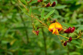 Cajanus Flower Seeds for Planting- NON GMO Seeds