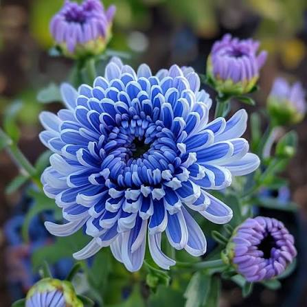 Organic Purple Blue Chrysanthemum Flower Seeds for Planting – Heirloom, Non-GMO