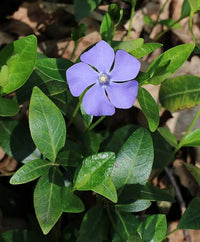 Vinca Minor Flower Seeds for Planting -NON GMO Seeds