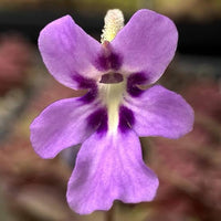 Mexican Butterwort Planting Seeds - Non-GMO, Heirloom Carnivorous