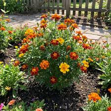 Organic Heirloom Non-GMO Mixed Sinensis Patula Seeds for Planting – Vibrant Blooms