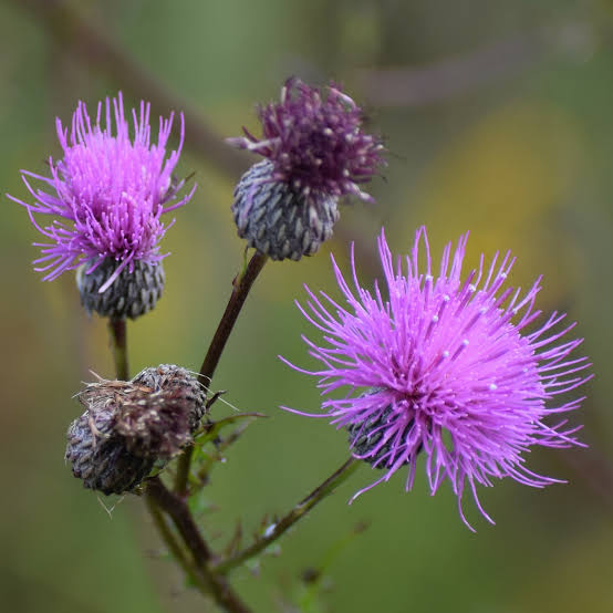 Cirsium Muticum Flower Seeds – Heirloom Non-GMO Seeds for Pollinator-Friendly Wildflower Garden Planting